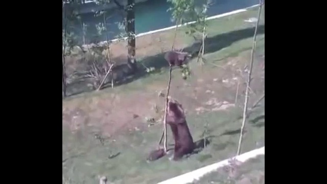 Медведица достает своего сынишку с дерева