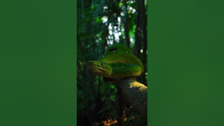 Face to face with an emerald green boa #Snake #Shorts #Photography