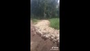Прапор на ферме или послушные животные