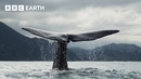 Top 5 Whale Scenes | BBC Earth