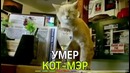 На Аляске скончался знаменитый кот-мэр