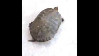 Как то слишком быстро для черепахи