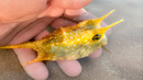 Amazing Friendly Cowfish In A Tide Pool #Shorts