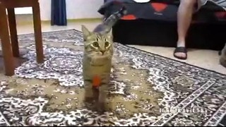 Кот, шарик и законы физики