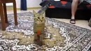 Кот, шарик и законы физики