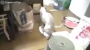 Кошка моет пол и матерится