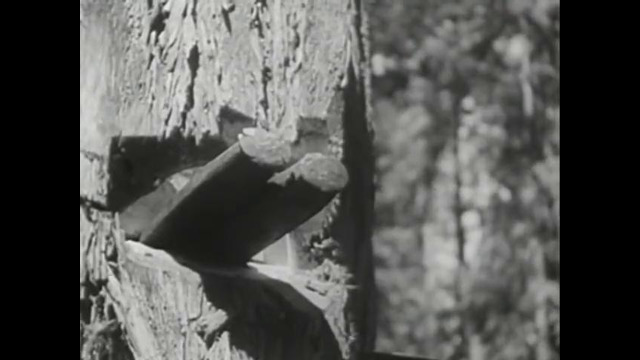 Redwood Lumber Industry, Northern California – 1947