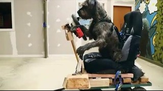 Собаки научились водить автомобиль