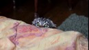 Devil Cat Is Watching You