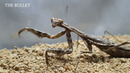 Praying Mantis VS spider, hornet, hedgehog, centipede, mouse and even a snake