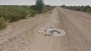 10 самых жутких снимков google maps