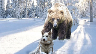 10 Самых Удивительных Нападений Медведя, Снятых На Камеру с рекламой