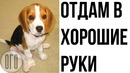 Девушка Сказала Ему «ВЫБИРАЙ — ЛИБО Я, ЛИБО СОБАКА». Ответ Парня Взорвал Интернет