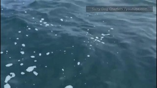 Акула проплывает под лодкой
