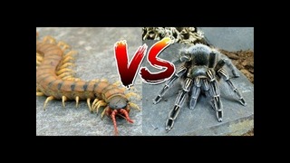 Versus – паук против сколопендры, кто сильнее