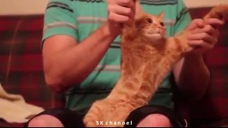 Orange cat dance dubstep / Рыжий кот танцует дабстеп