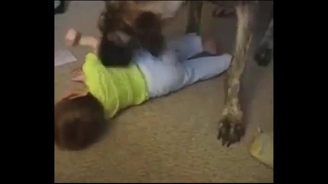 Собака играет с ребенком