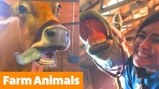 Funniest Farm Animals | Funny Pet Videos