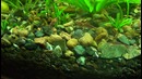 Креветки Neocaridina sp