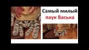 Лютые приколы. Милый паук ВАСЬКА