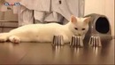 Находчивый кот всё найдёт