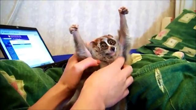 Лемур Узбагойся)