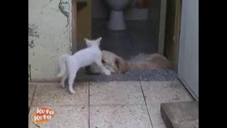 Неугомонный котенок и собака