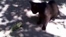 Поединок ящера и кота