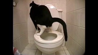 Умный кот сам ходит в туалет