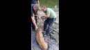 Deer Rescued from Mud Pit | People Are Awesome #shorts