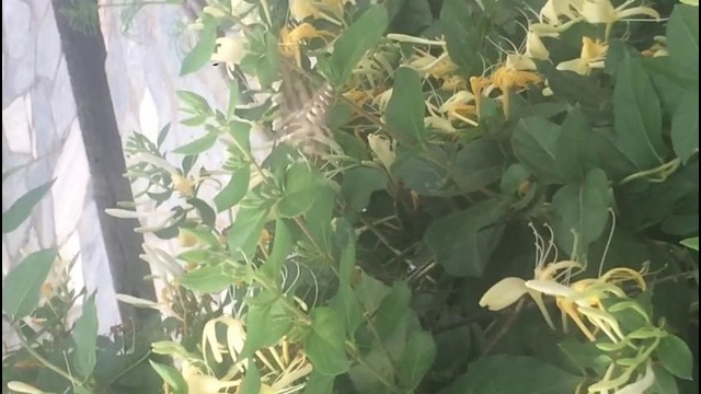 Мушкуанбар гулни хидига хаттоки. Калибри куши хам маст
