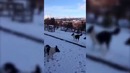 Кто та думает что он собака