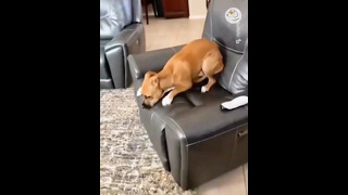 Rebellious Animals || Funny Dog and Cat Reaction Video #54