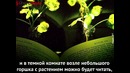 Растения, которые освещают улицы
