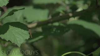 Fly Eats Fly in Slow Motion – The Slow Mo Guys