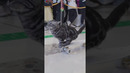 Fastest 10 metres by a cat on a skateboard – 12.85 seconds by Bao Zi