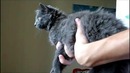 Кошачий стабилизатор