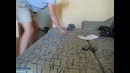 Самый быстрый кот в мире)
