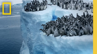 Emperor penguin chicks jump off a 50-foot cliff in Antarctica NEVER-BEFORE-FILMED FOR TV | Nat Geo