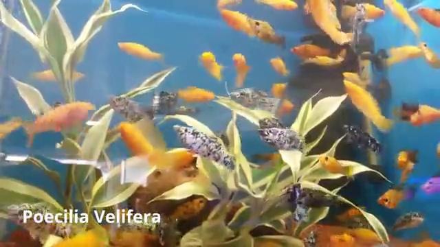 Most Beautiful and Popular Aquarium Fish