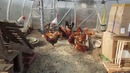 Куры