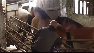 Лошадь испугалась