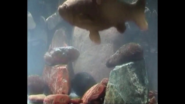 Вячеслав Ахунов, Сергей Тычина. ГЛИНЯНЫЕ РЫБЫ. 2004. Видео-арт