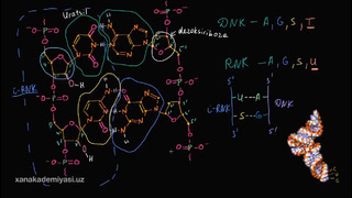 46 RNKning molekulyar tuzilishi | Uglerodning xususiyatlari | Biologiya | Khan Academy Oʻzbek