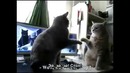 Коты играют в ладушки