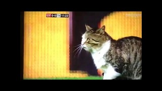 Anfield cat song