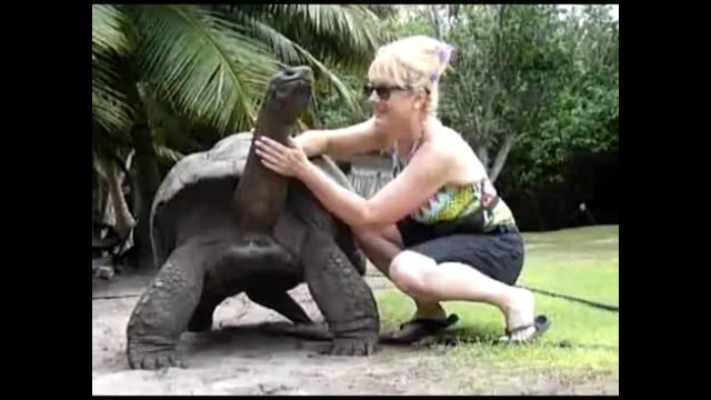 Девушка подружилась с огромной черепахой