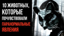 10 Животных, Которые Почувствовали Паранормальные Явления