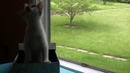 Смешной котенок в коробке
