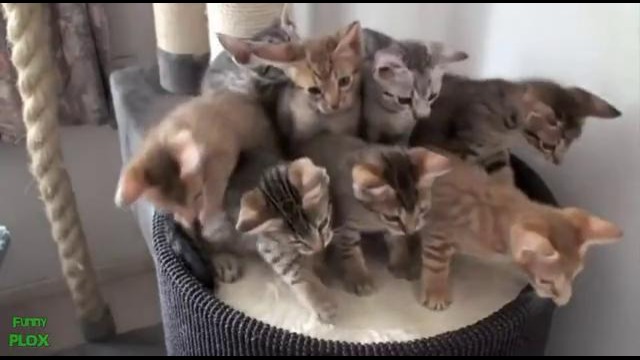 Best Funny Animal Videos Compilation 2013